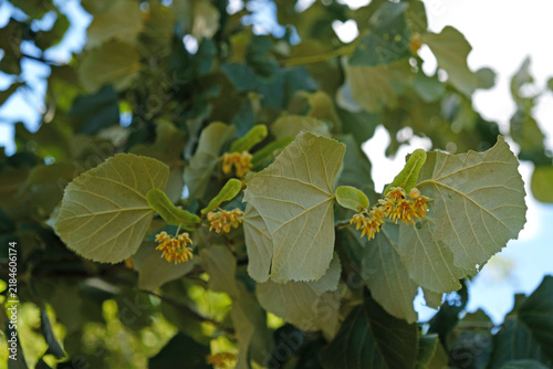 Принти на полотні Silver linden - Tilia tomentosa, with fragrant blossoms, green bracts and silvery leaves in a lush tree canopy, flowering in summer