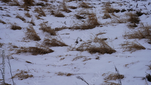Dry yellow grass and wild stalks on white snow. Winter texture and minimalist nature background