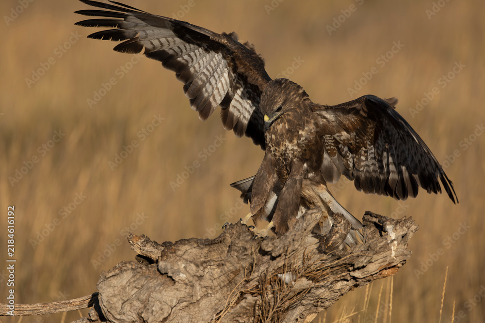 Fototapeta premium Common buzzard flying within its territory in a Mediterranean forest at first light on a summer day