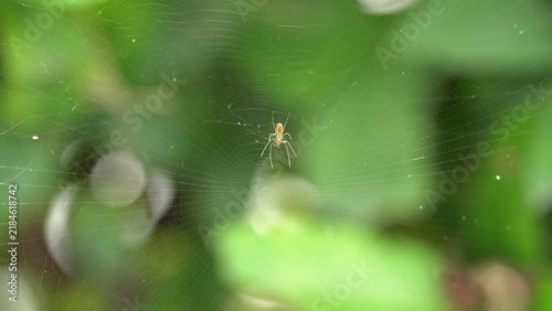 Fotografía spider on the web
