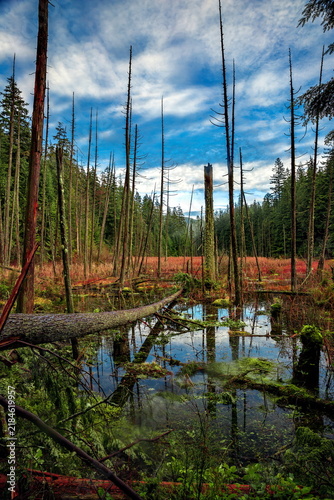 Sunny Summer day in the Belcarra Provincial Park. Flood in the coniferous forest, trees and shrubs stand in the water against a blue clouds sky