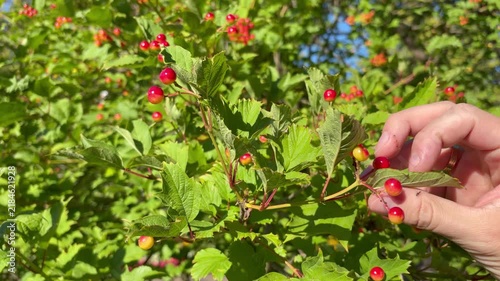 Close-up of a hand touching red berries on a green bush in the sun. Nature and gardening