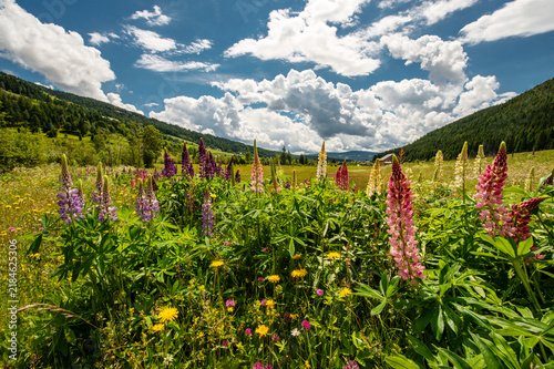 A colorful meadow features blooming flowers in Wei�priach valley