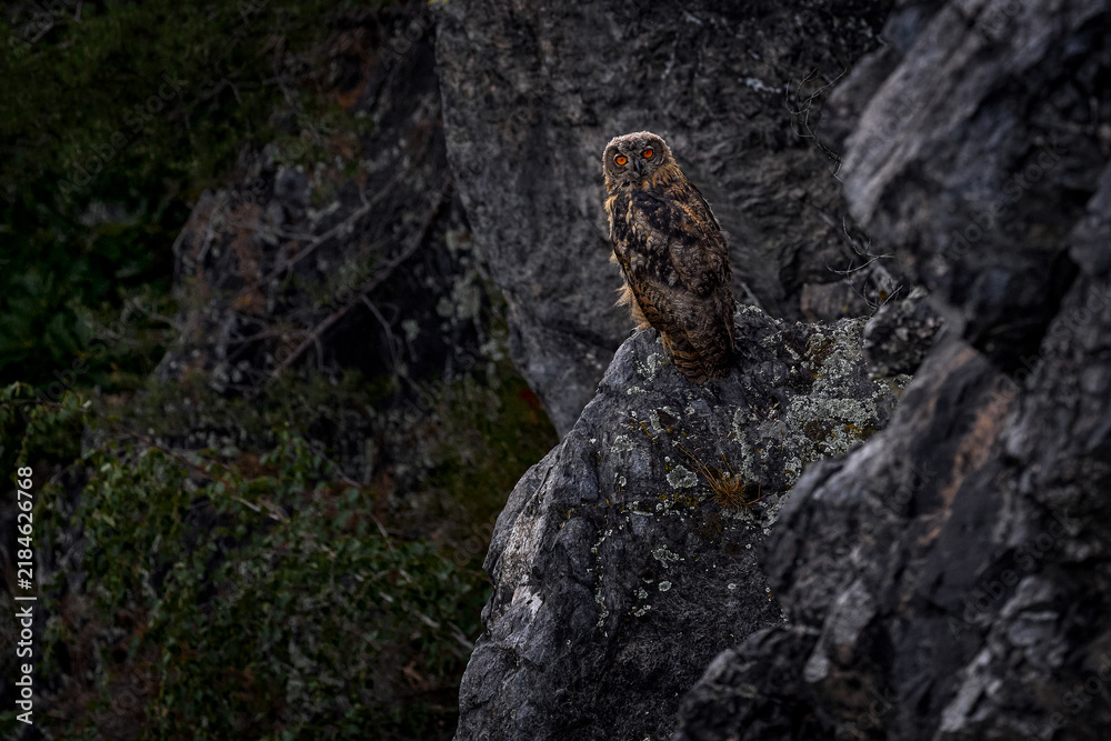 Fototapeta premium 11 week old Eurasian eagle-owl chicks, remnants of down feathers on the head. . Owl nest on rock ledge. Wildlife scene from wild nature. Two young chick in rock with green moss. Czech Republic.