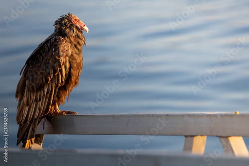 Obraz na plátně A turkey vulture (Cathartes aura). Early Morning.
