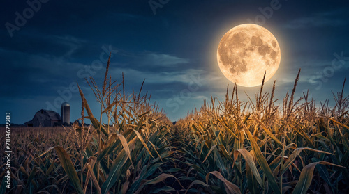 Full moon illuminating cornfield under night sky  