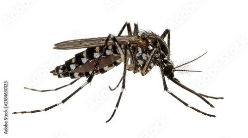 Fotografía A detailed close up of a single mosquito insect isolated on transparent backgrou