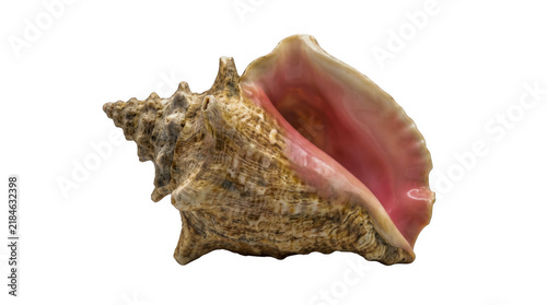 Cuadro en lienzo Beautiful pink conch shell from the ocean beach isolated on transparent backgrou