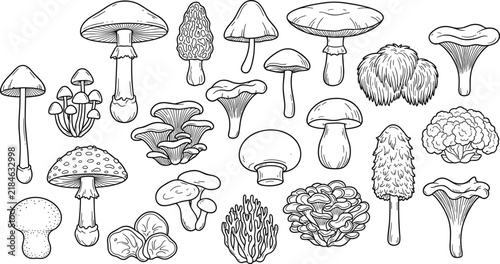 Edible and wild mushroom line art vector set with amanita porcini chanterelle morel shaggy mane hen of the woods collection