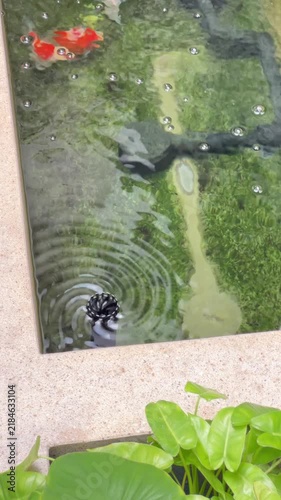 Tamasaba Goldfish Koi Fish Swim in Clear Pond Water Above Green Aquatic Plant with Orange White Colors and Gentle Ripples in Tranquil Garden Scene