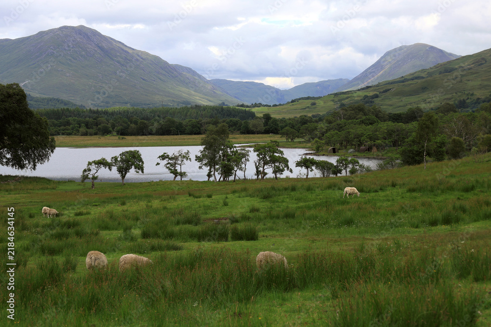 Obraz premium Landscape photo with a view of a lake Loch Awe, mountains and a meadow with sheep grazing against a cloudy sky in Scottish Highlands, United Kingdom