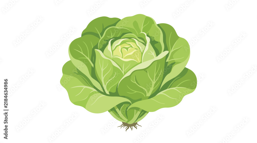 Obraz premium Fresh Organic Green Cabbage Head Isolated on White Background for Healthy Eating and Vegetarian Nutrition Concept