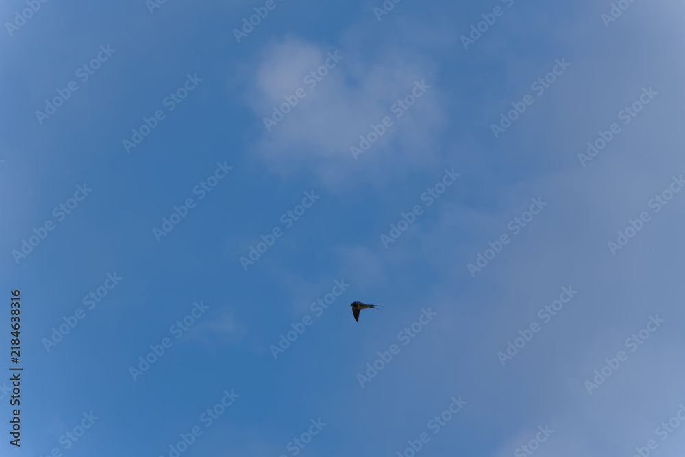Fototapeta premium Swallow bird flying at Pointe du Hoc on a sunny summer day. Photo taken July 16th, 2026, Pointe du Hoc, Normandie, France.