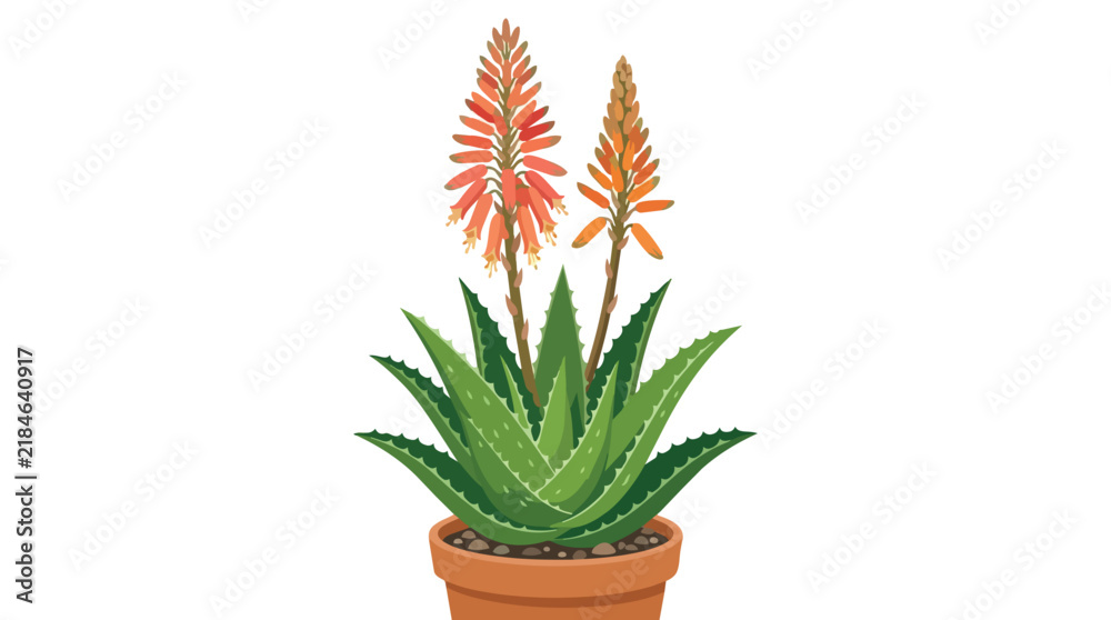 Fototapeta premium Blooming Aloe Vera Succulent Plant with Vibrant Orange Flower Stalks in a Clay Pot for Home Decor Illustration