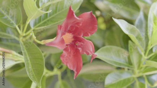 Red flower of mandevilla -dipladenia