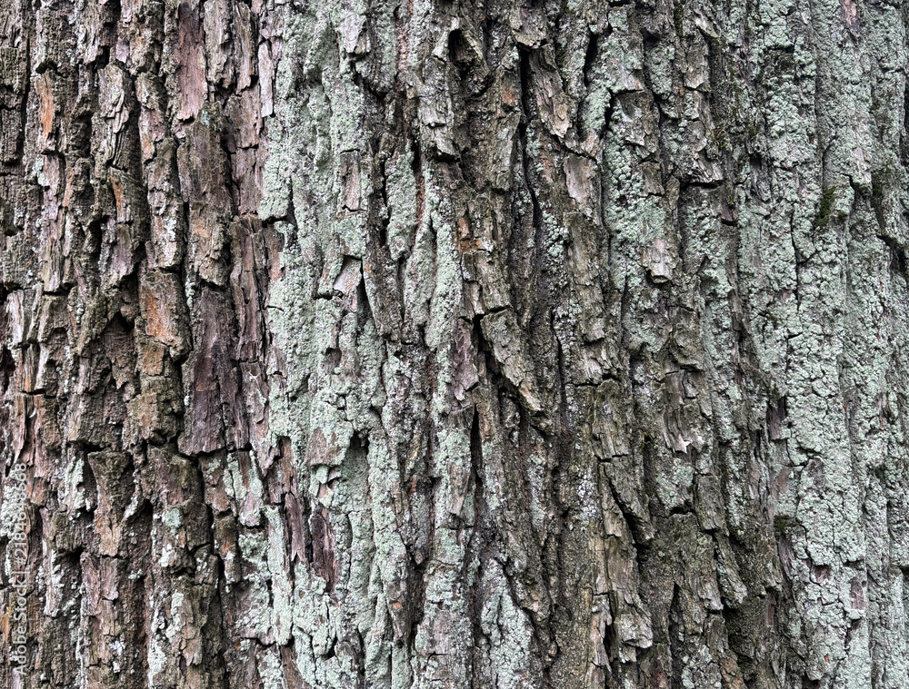 Obraz premium Old bark tree texture. Natural wood surface pattern, old tree skin