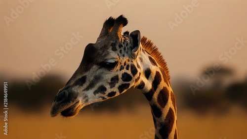 Close-up of giraffe head at sunset with warm golden sky in savanna