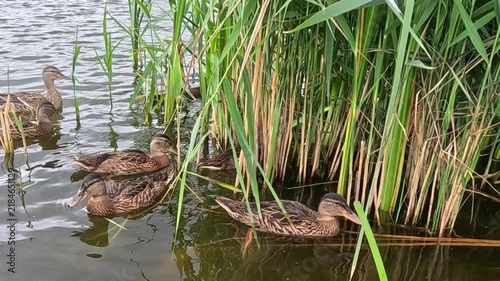 A flock of young ducks swims steadily along a reed-lined lake shoreline, gradually spreading out across calm open water while moving past green reeds throughout the clip.