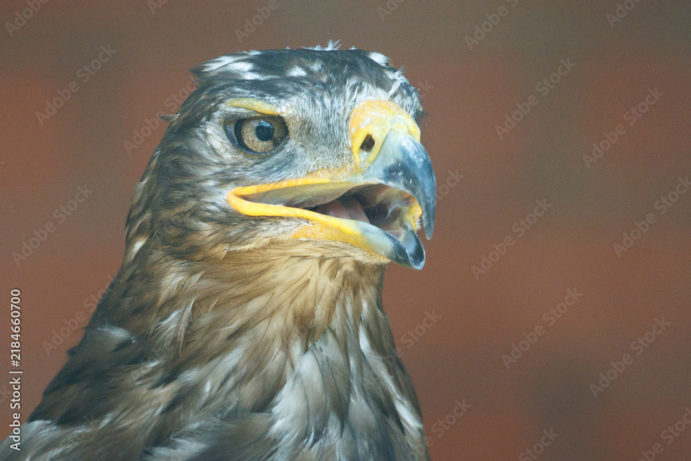 Fototapeta premium Close-up of a bald eagle's head