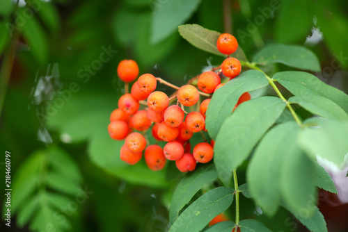 Obraz na plátne Bright orange berries cluster on green foliage