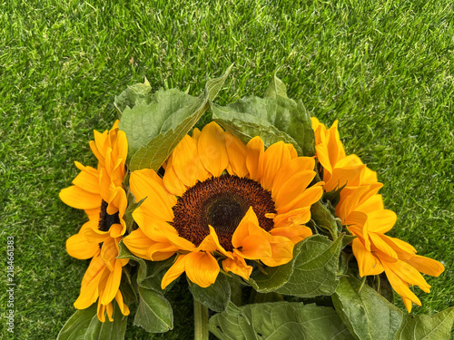 Bright yellow sunflowers with large green leaves lie on fresh grass in natural summer light
