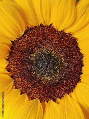 Macro view of a sunflower shows its dense seed pattern surrounded by vivid yellow petals.