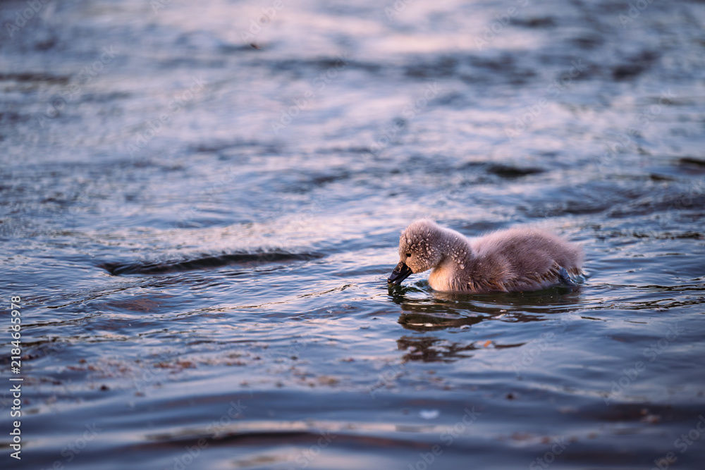 Fototapeta premium cygnet in the river, Baby swan, water, lake, family, father, mother