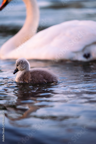 Фотография cygnet in the river, Baby swan, water, lake, family, father, mother