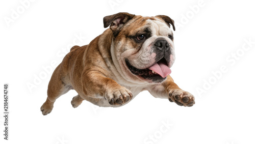 Foto Brown and white bulldog running with tongue out, isolated on transparent backgro