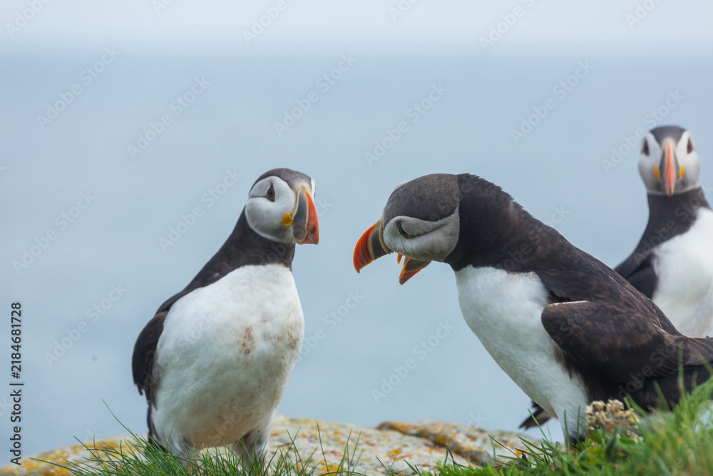 Fototapeta premium Puffin