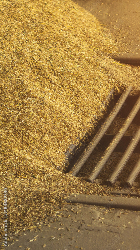 Obraz premium Golden grain pile near industrial grates on floor, showing agricultural processing of oat or barley crop during harvest for food production, warm sunlight illumination vertical photo