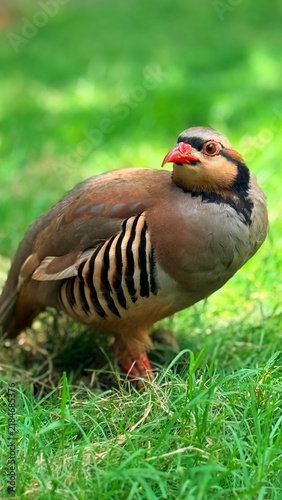 Foto Chukar partridge