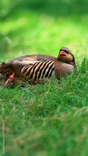 Quadro su tela Closeup picture ofChukar partridge
