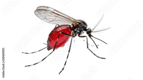 Fotografía Mosquito with engorged red abdomen, isolated on transparent background