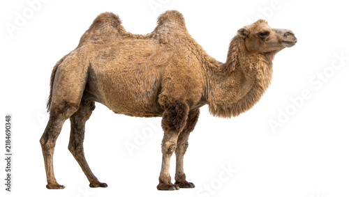 Bactrian camel with two humps standing profile view, isolated on transparent background