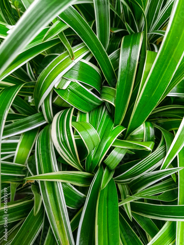 close up chlorophytum comosum ocean spider plant