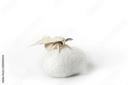 Fotografía Silk Moth on Silk Cocoon against white background, copy space