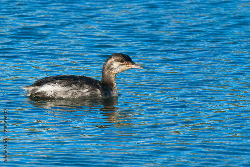 Ohrentaucher (Podiceps auritus) Jungvogel