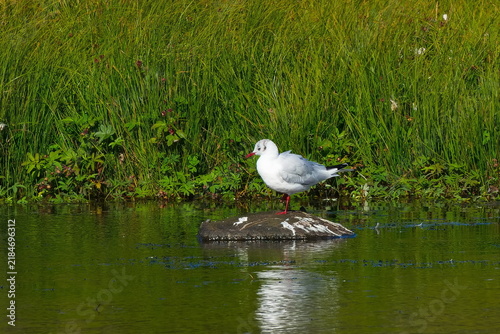 Lachmöwe (Chroicocephalus ridibundus, Syn.: Larus ridibundus) im Schlichtkleid oder Winterkleid