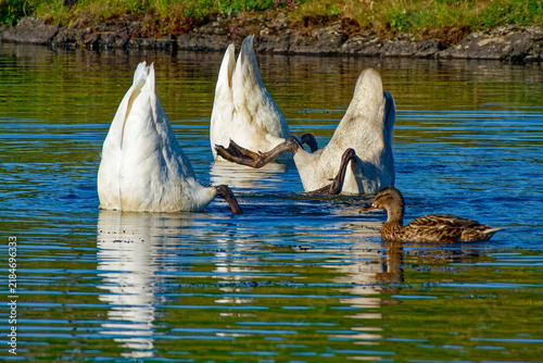 Singschwäne bei der Futtersuche in einem see