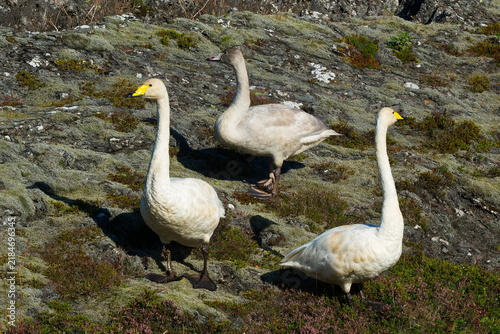 Singschwäne auf Island (Cygnus cygnus)