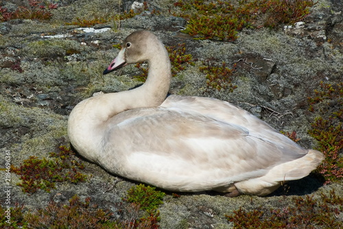 Junger Singschwan in Island im Herbst