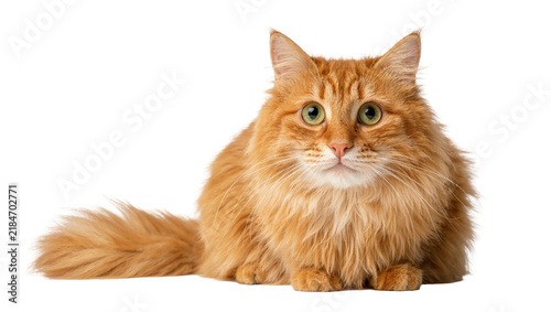 Fotografie Fluffy orange tabby cat with green eyes, sitting calmly isolated on transparent