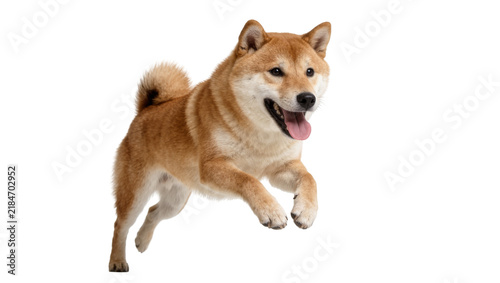 Fotografía Joyful Shiba Inu dog running with tongue out, isolated on transparent background