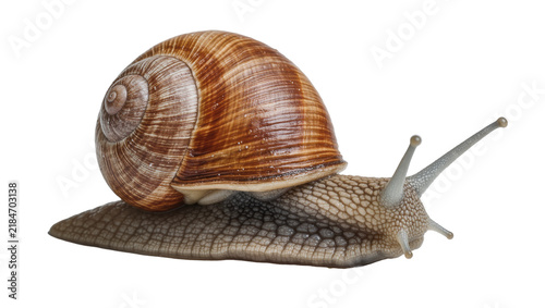 Canvas Print Brown spiral shell snail with textured body, isolated on transparent background