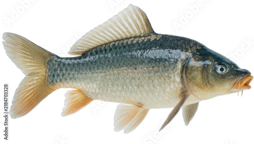 Fotografía Freshwater carp fish with scales and fins, isolated on transparent background