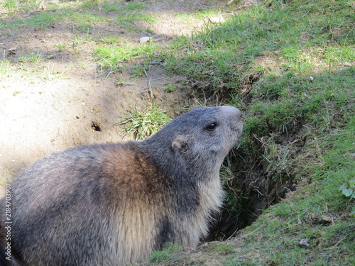 Konstfotografi An alert Alpine marmot peeks out from its earthen burrow on a grassy mountain hillside on a sunny summer day