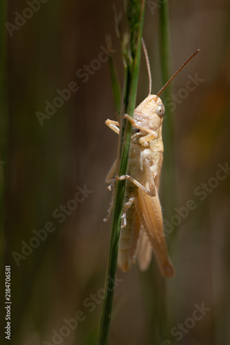 Foto A small brown grasshopper is hiding in the tall grass
