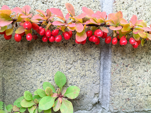 Fotografía Red Barberry Berries Against Stone Wall