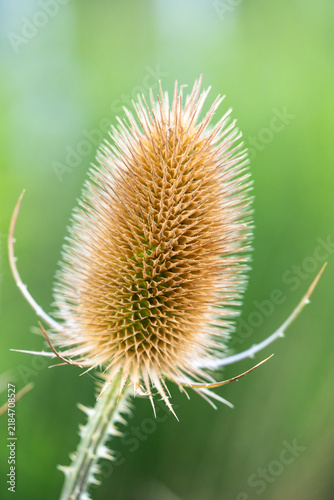 Canvastavla Golden brown teasel seed head dominates frame with dense pointed bracts, fine spines and distinctive oval form